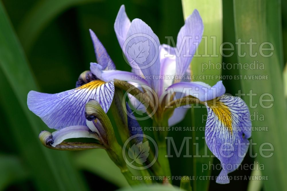 Iris Gerald Darby (versicolor Iris) 4  