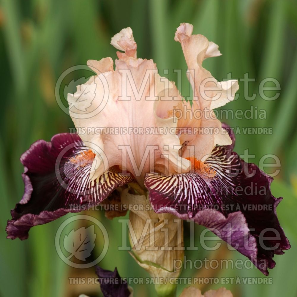 Iris Wench (Iris germanica, Tall Bearded) 1 