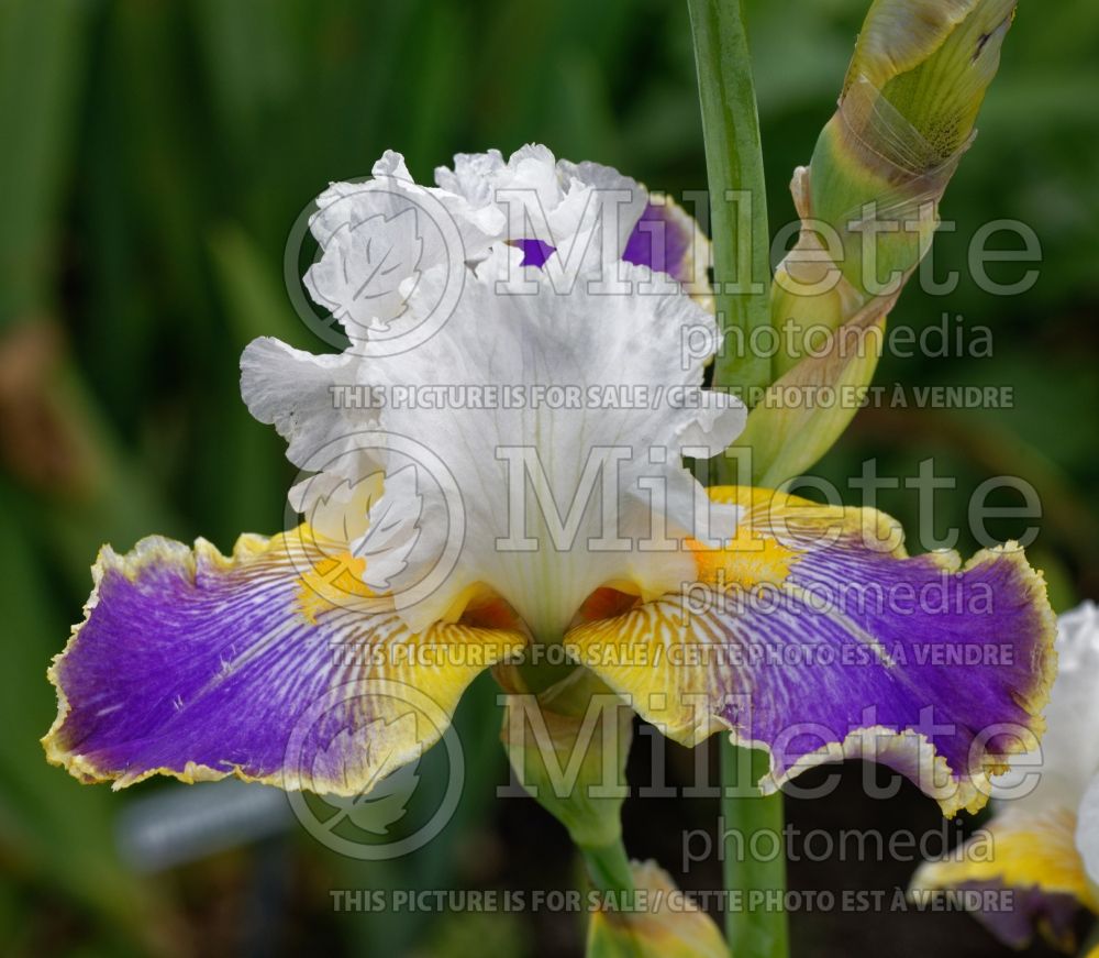 Iris Wild Angel (Iris germanica, Tall Bearded) 3 