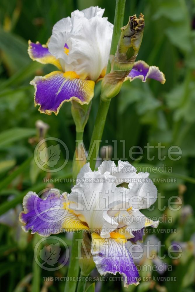 Iris Wild Angel (Iris germanica, Tall Bearded) 4 