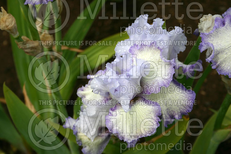 Iris Acoma (Iris germanica, Tall Bearded) 2   