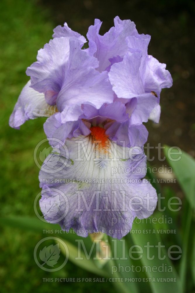 Iris Actress (Iris germanica, Tall Bearded)  1