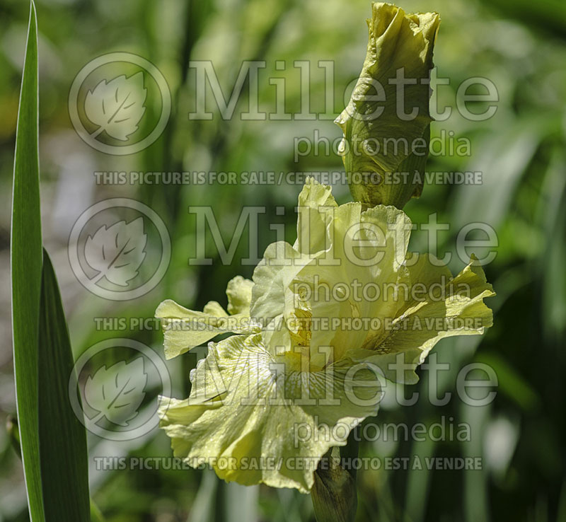 Iris Again and Again (Iris germanica bearded) 2 