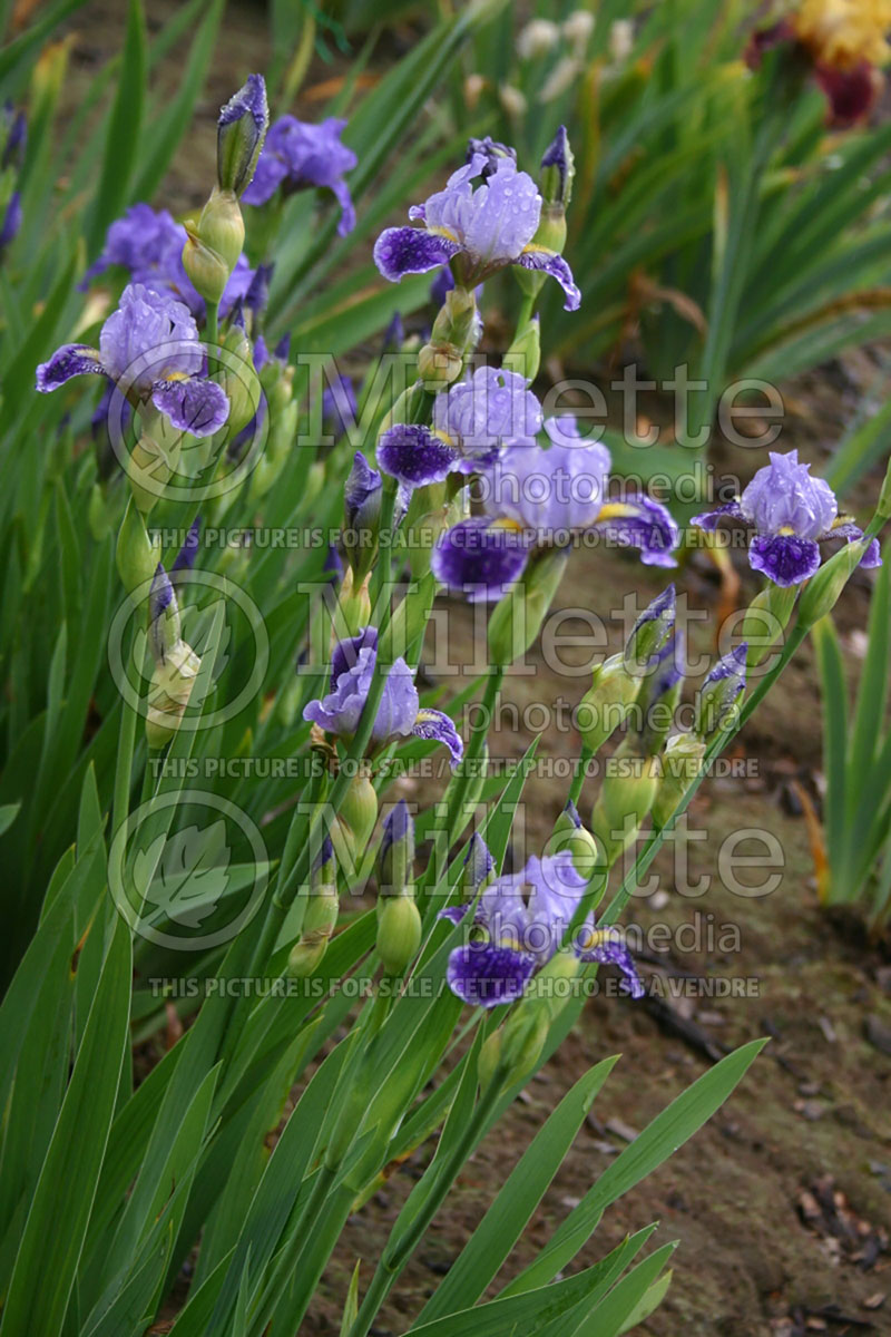 Iris Ah Yes (Iris germanica, Miniature Tall Bearded) 1 