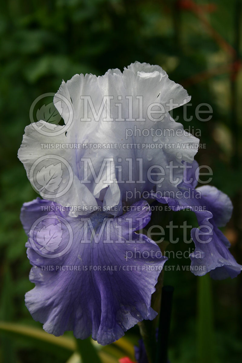 Iris Alaskan Seas (Iris germanica, Tall Bearded) 1