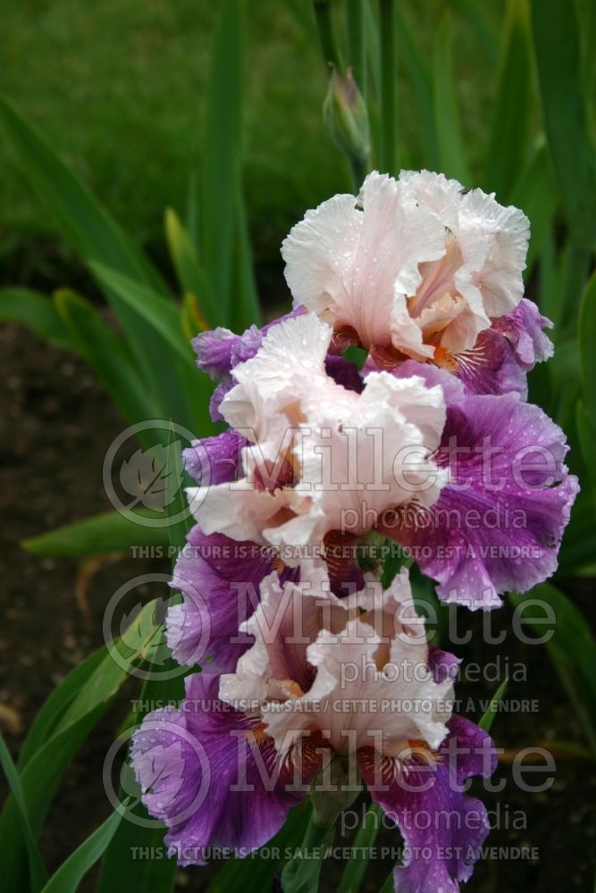 Iris Almost Paradise (Iris germanica, Tall Bearded) 1 