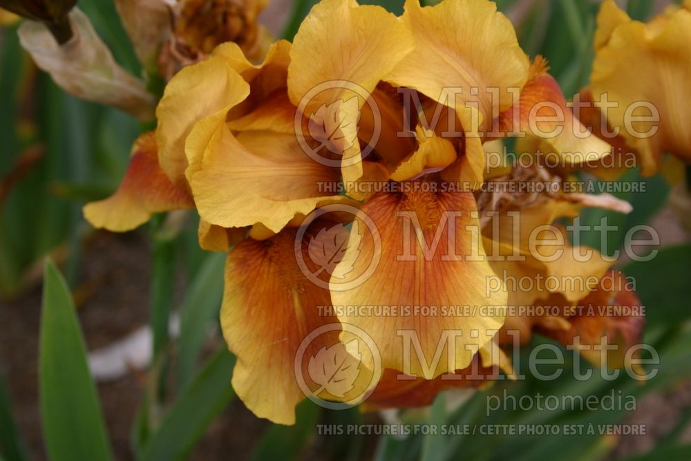 Iris Apache Warrior (Iris germanica, Intermediate Bearded) 1  