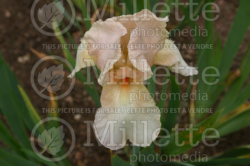 Iris Apollo's Touch (Iris germanica, Intermediate Bearded) 1