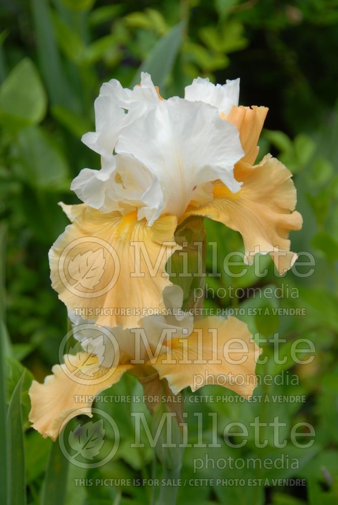 Iris Apricot Frosty (Border bearded Iris) 1 
