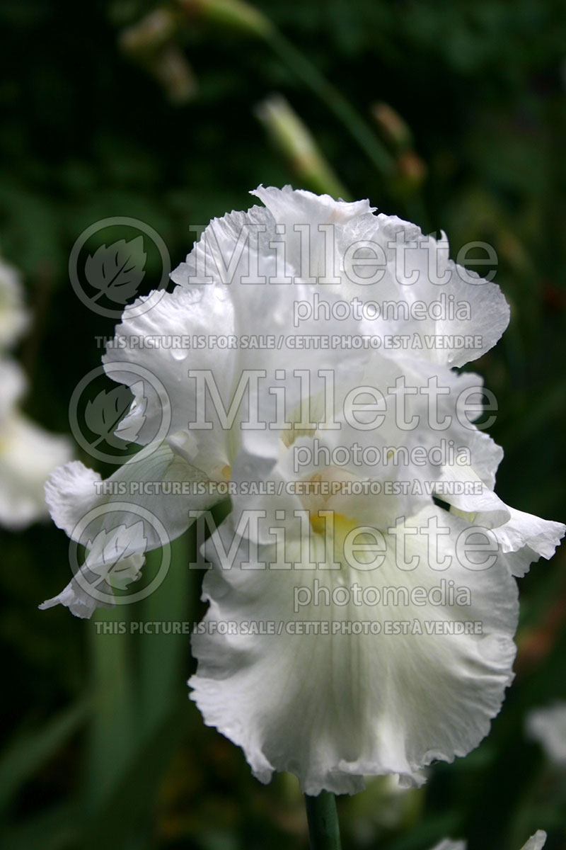 Iris Arctic Age (Iris germanica, tall bearded) 1