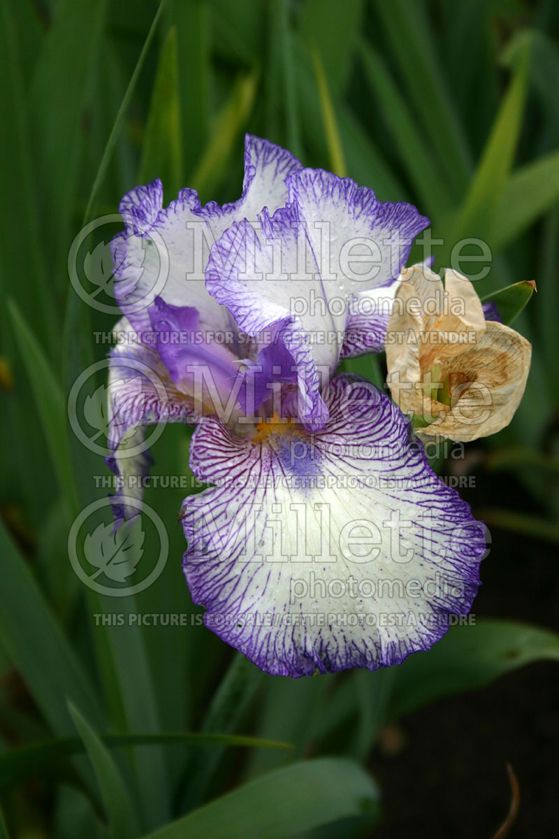 Iris Autumn Circus (Iris germanica, tall bearded) 1