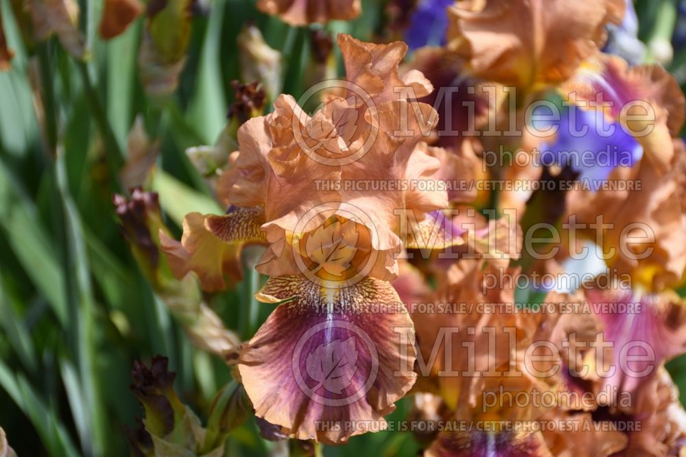 Iris Autumn Leaves (Iris germanica) 1 