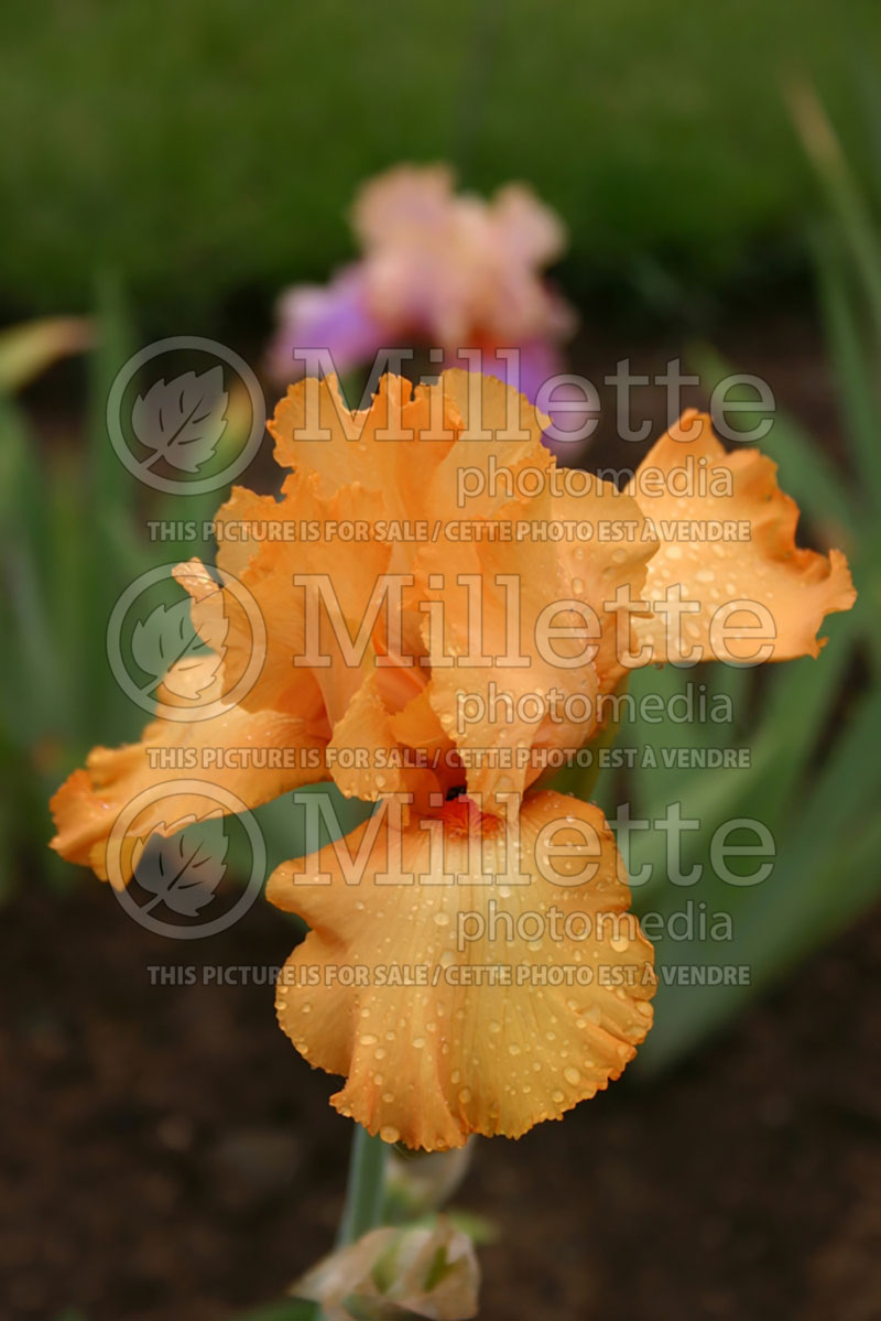 Iris Avalon Sunset (Iris germanica, Tall Bearded)  1