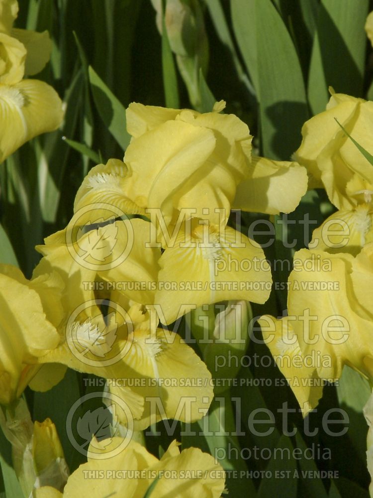 Iris Baby Blessed (Iris germanica bearded) 4