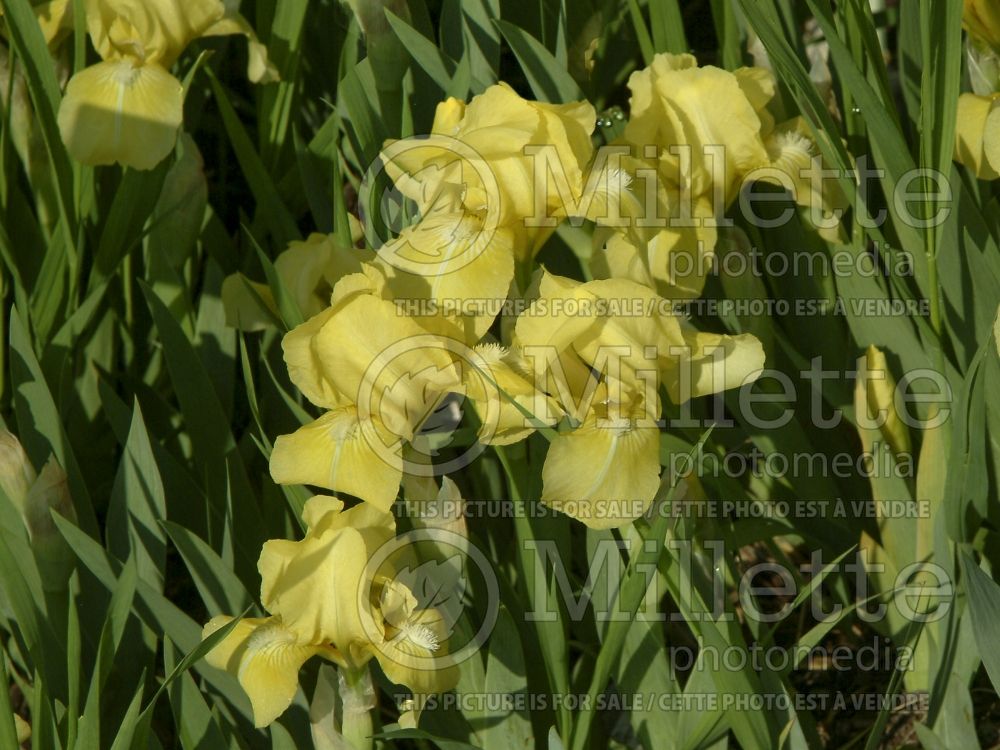 Iris Baby Blessed (Iris germanica bearded) 5