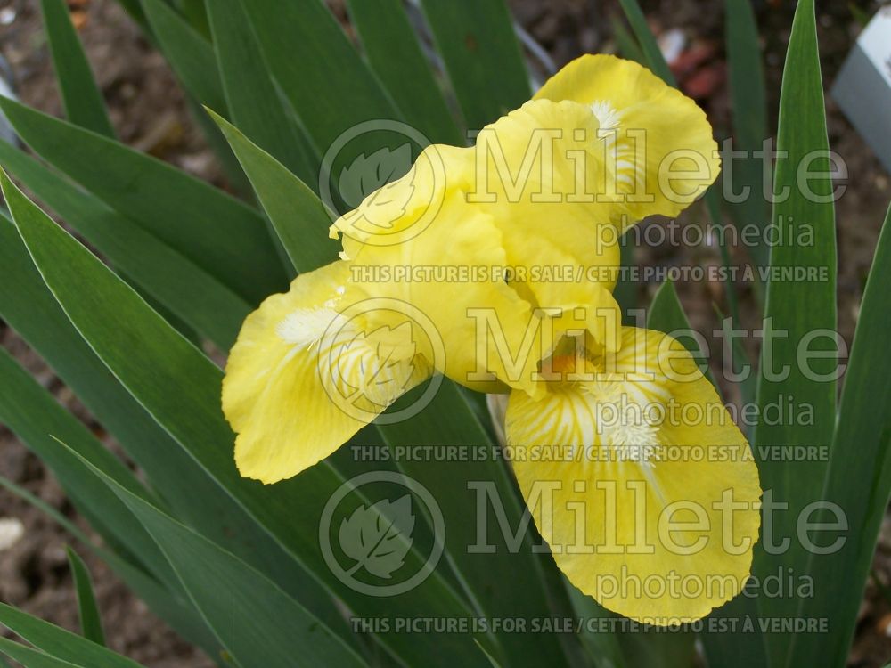 Iris Baby Blessed (Iris germanica bearded) 3