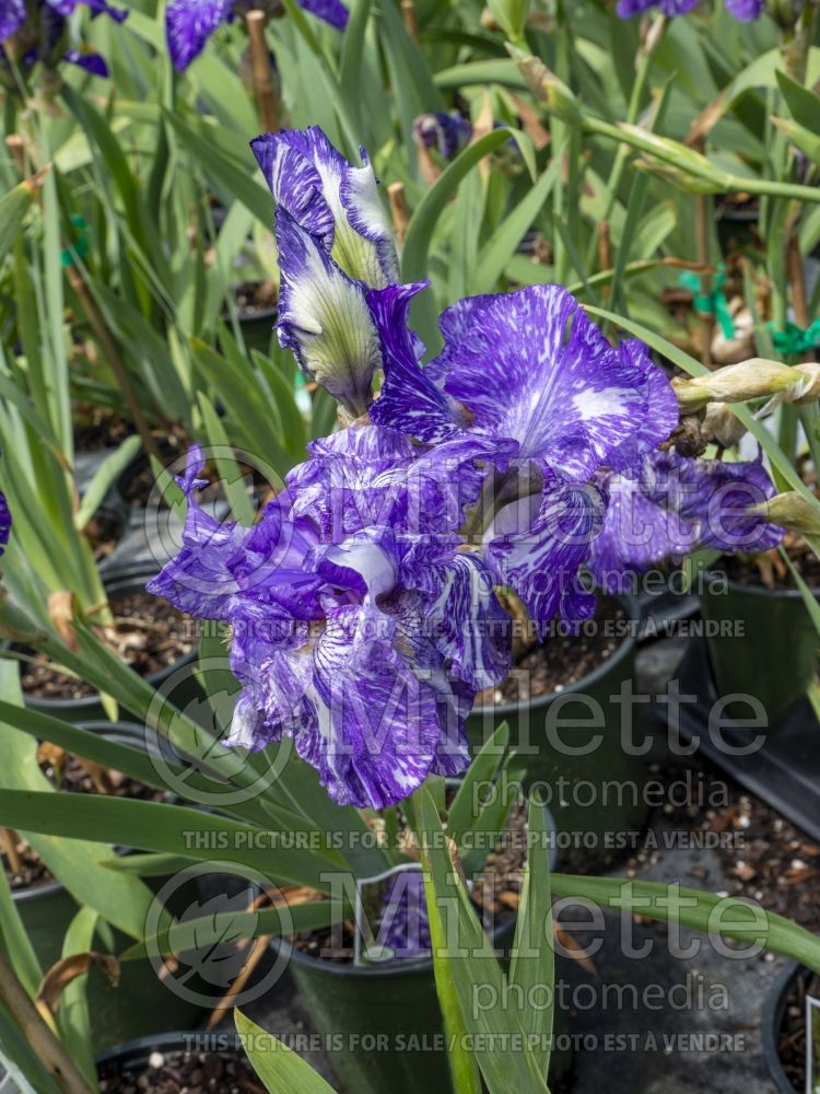 Iris Batik (Iris germanica bearded) 9