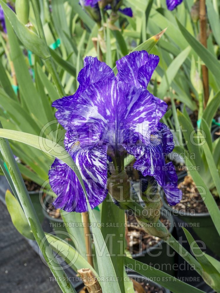 Iris Batik (Iris germanica bearded) 10