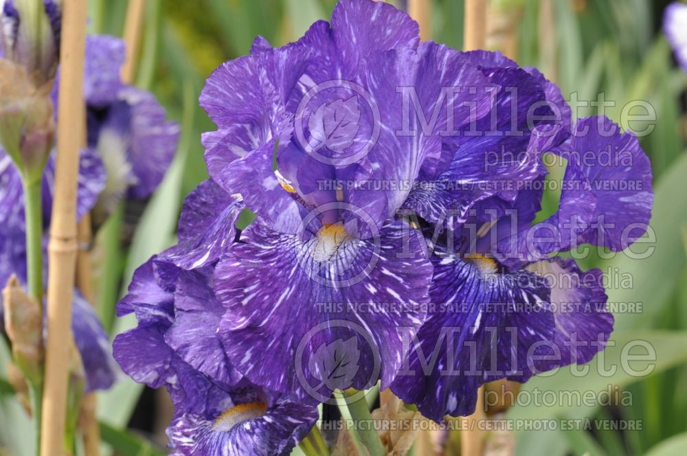 Iris Batik (Iris germanica bearded) 4 