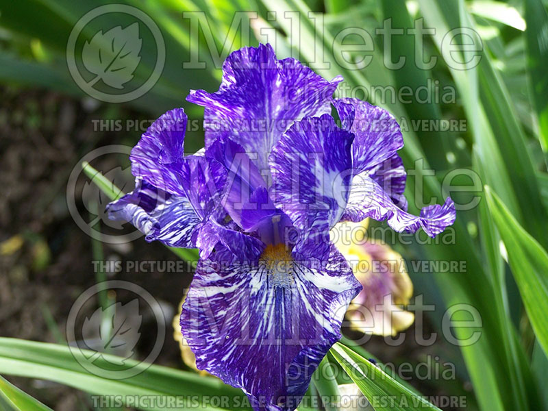 Iris Batik (Iris germanica bearded) 2 