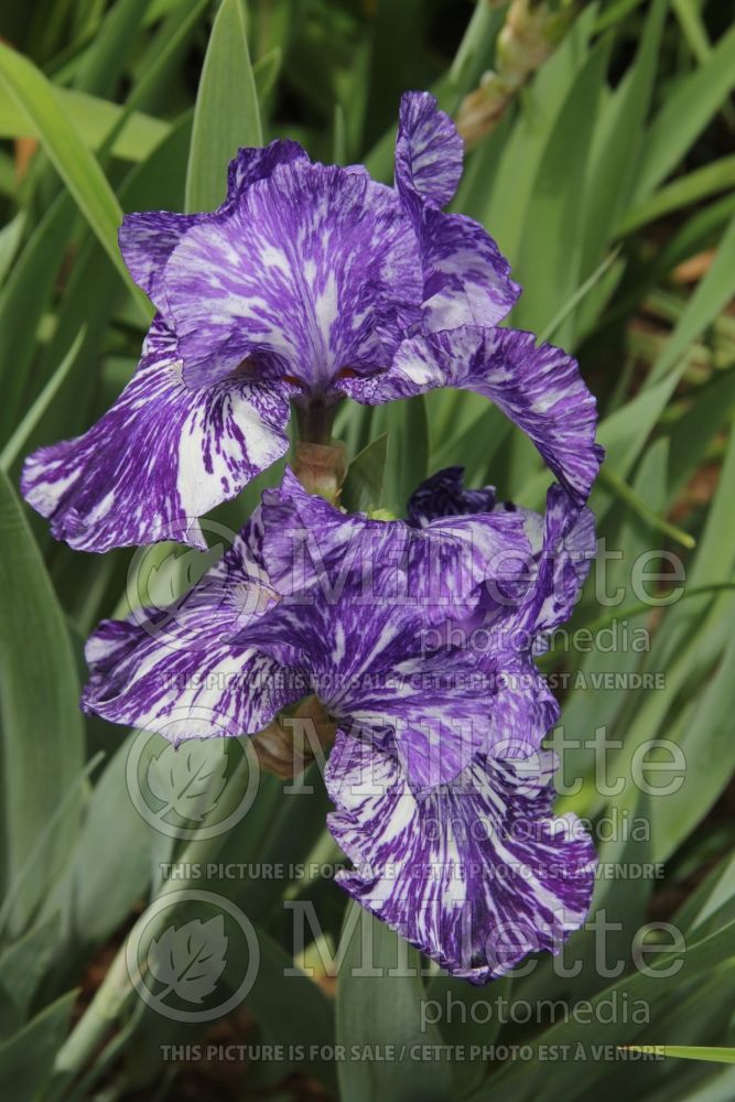 Iris Batik (Iris germanica bearded) 5
