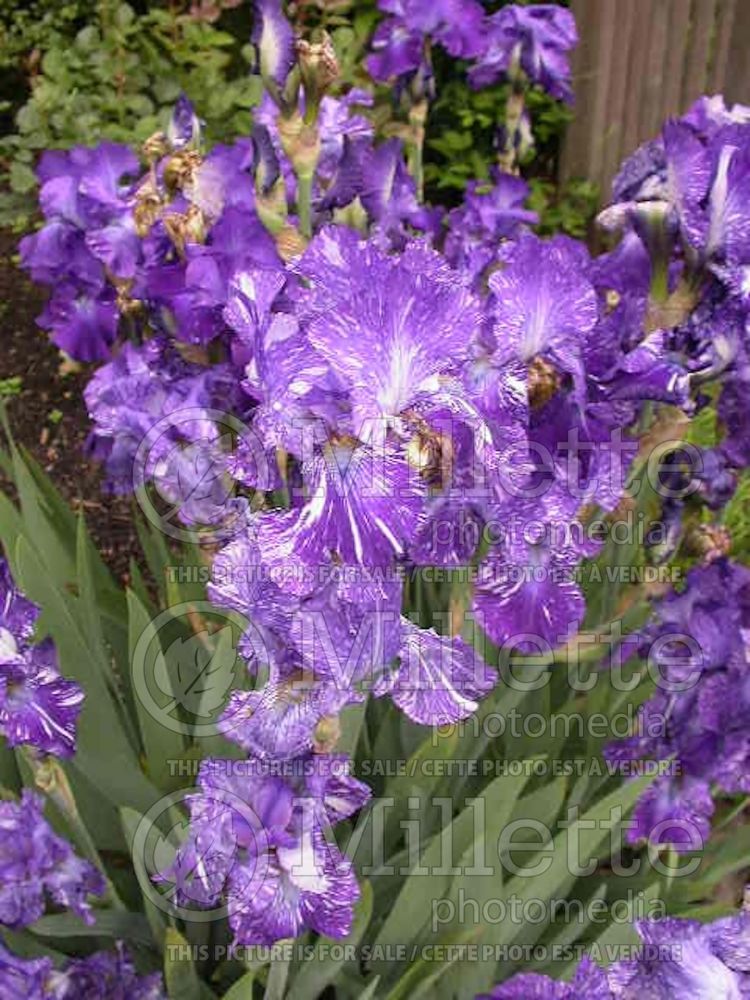 Iris Batik (Iris germanica bearded) 6