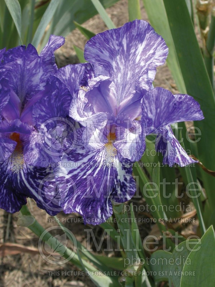 Iris Batik (Iris germanica bearded) 7