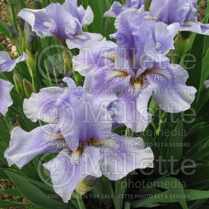 Iris Bedtime Story (Iris germanica bearded) 2 