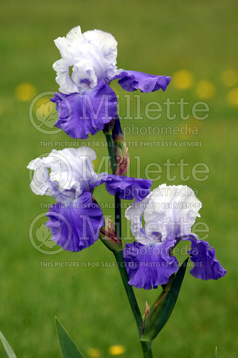 Iris Best Bet (Iris germanica, Tall Bearded) 1