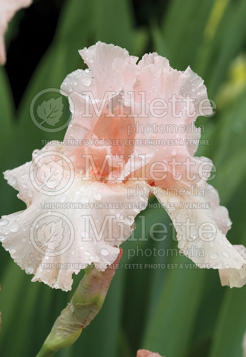 Iris Beverly Sills (Iris germanica, Tall Bearded) 1