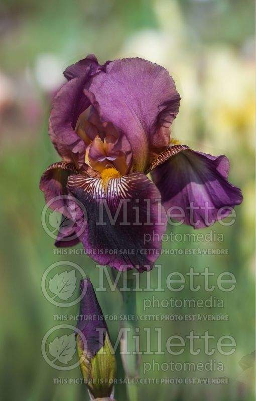 Iris Black Ruby (Iris germanica, Intermediate Bearded) 3 