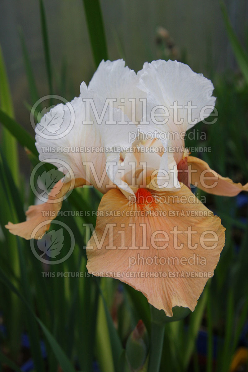 Iris Blazing Sunrise (Iris germanica, Tall Bearded) 1