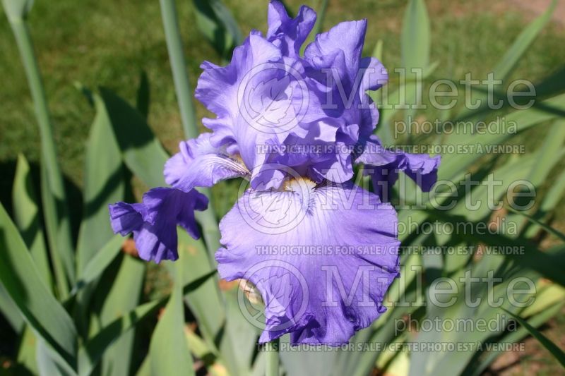 Iris Blenheim Royal (Iris germanica, Tall Bearded) 1   