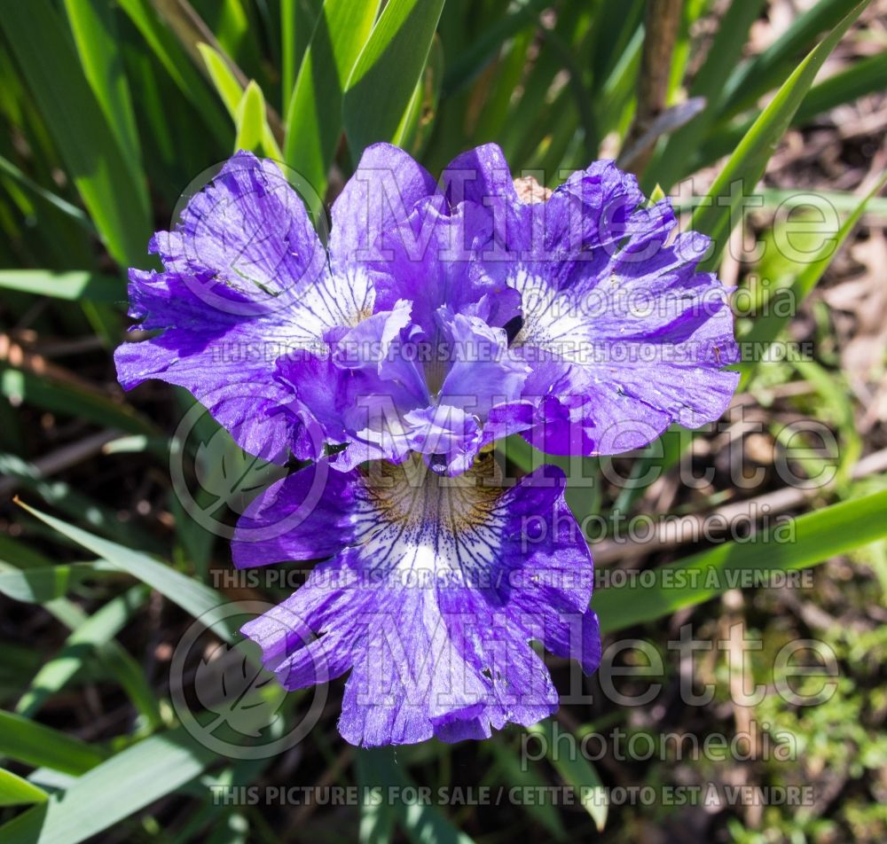 Iris Blueberry Fair (Iris sibirica) 2 
