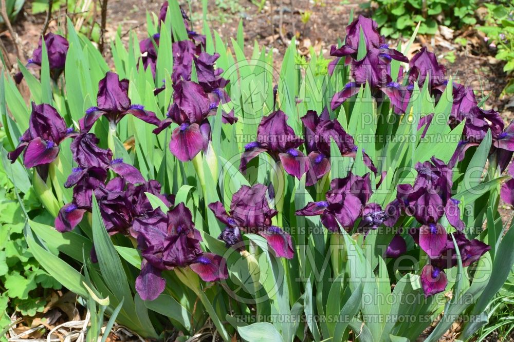 Iris Blueberry Sweetie (Iris germanica, Bearded Iris) 1
