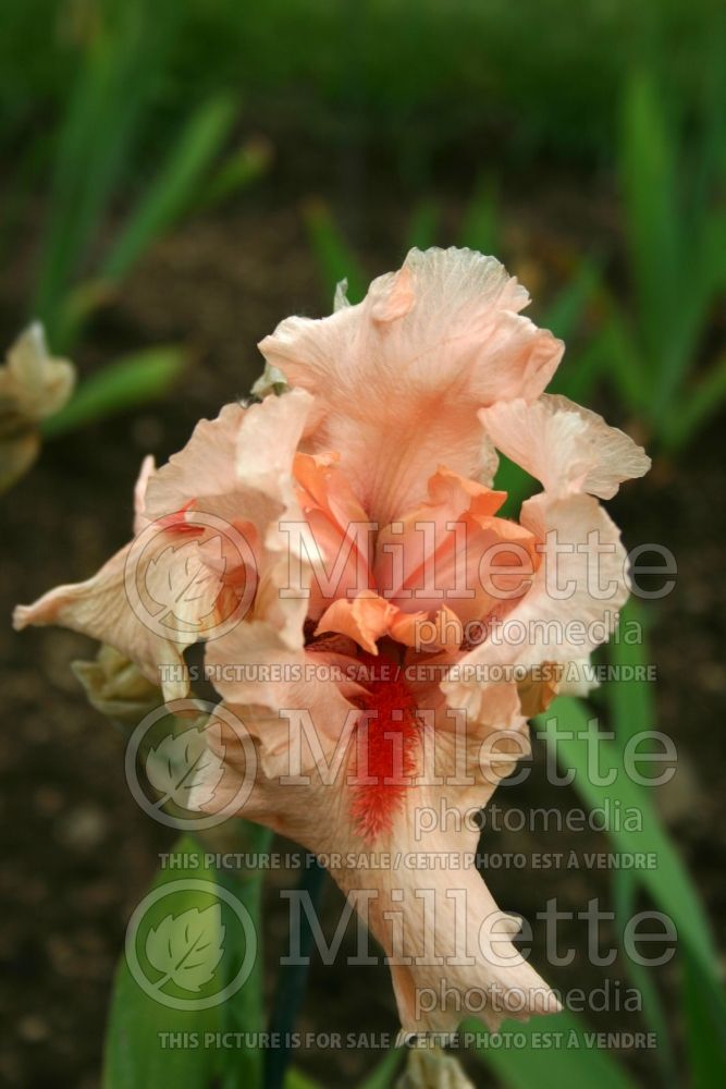 Iris Blushing Duchess (Iris germanica, Tall Bearded) 1