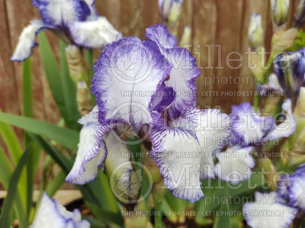 Iris Bold Print (Intermediate Bearded Iris) 1