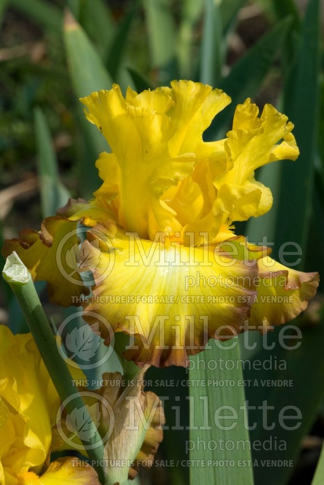 Iris Bold Vision (Iris germanica, Bearded Iris) 1