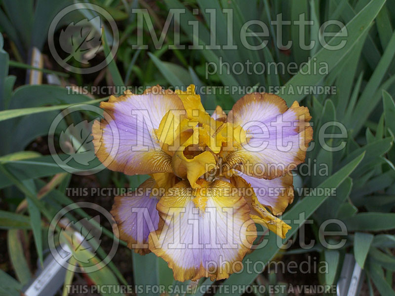 Iris Brown Lasso (Iris germanica, Border Bearded) 1 