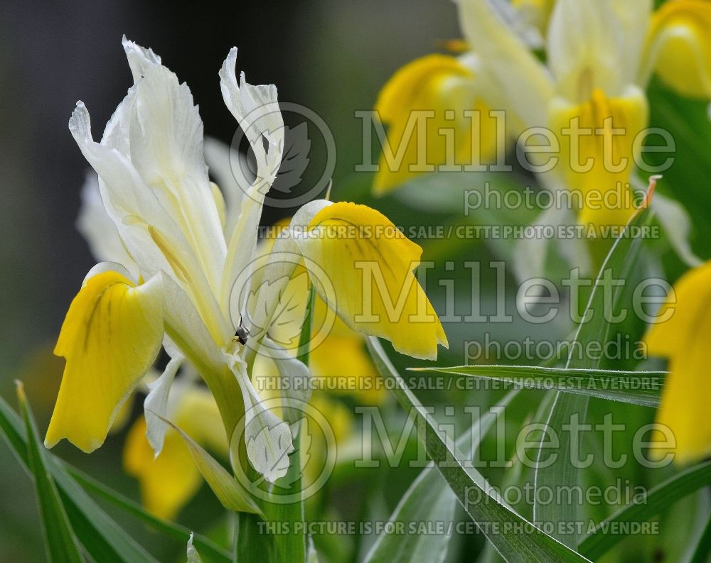 Iris bucharica (Species iris) 1 