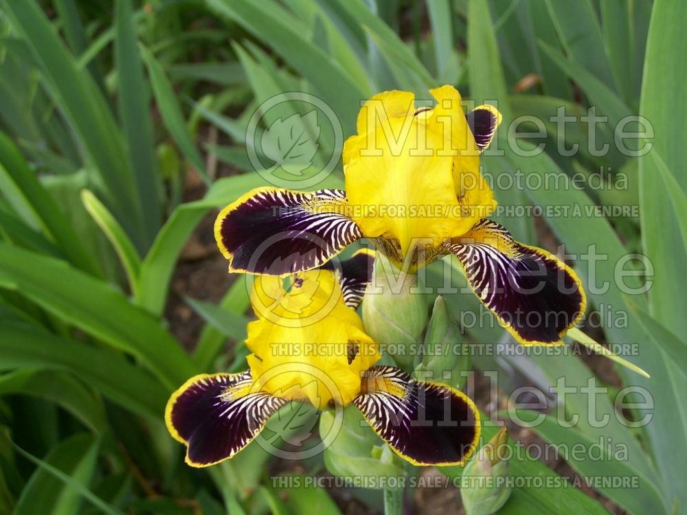 Iris Bumblebee Deelite (Iris germanica, intermediate Bearded) 2