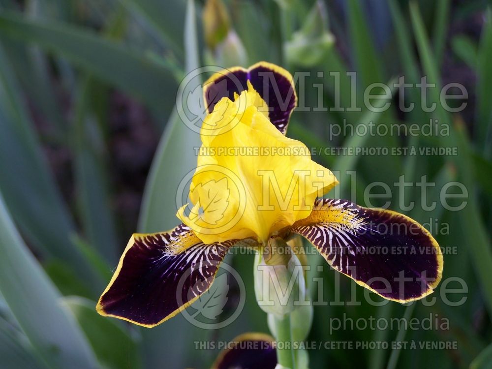 Iris Bumblebee Deelite (Iris germanica, intermediate Bearded) 3