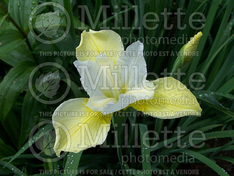 Iris Butter and Sugar (Iris sibirica) 1