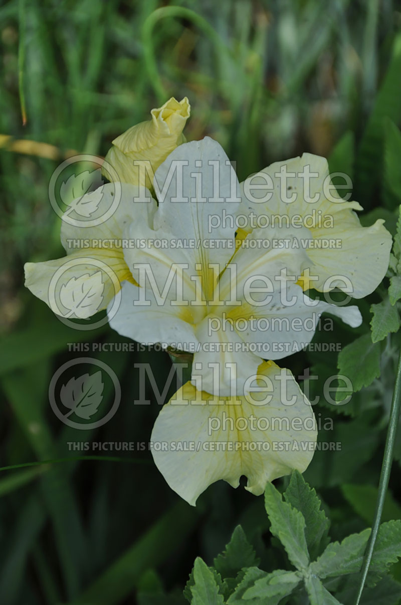 Iris Butter and Sugar (Iris sibirica) 5