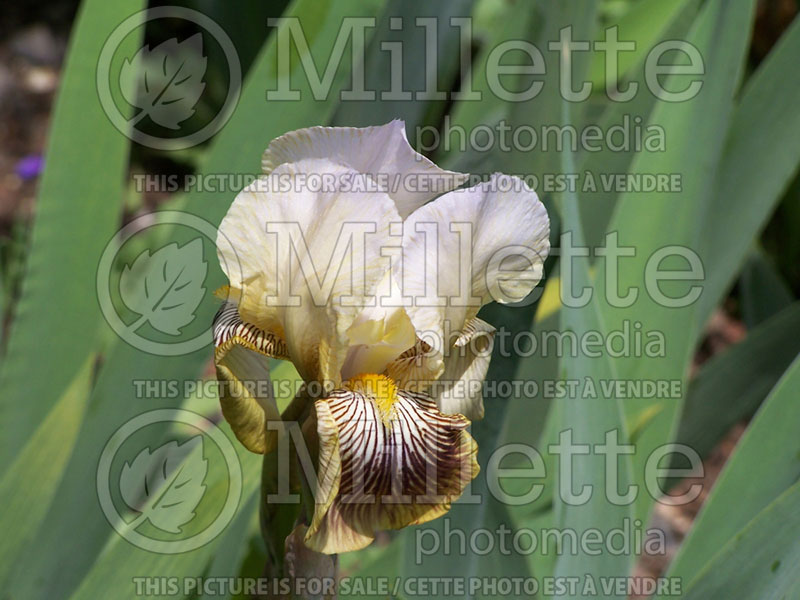 Iris Butterfly Wings (Arilbred Iris)  2