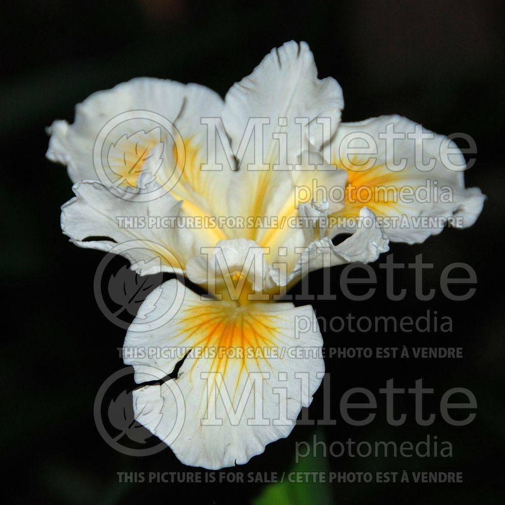 Iris Canyon Snow (Iris douglasiana) 1
