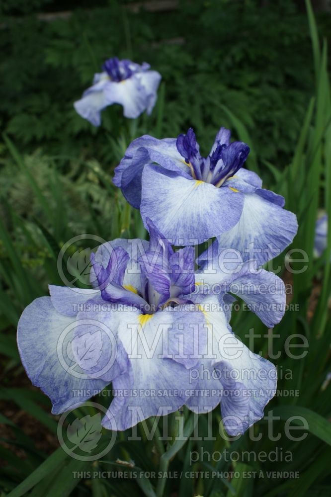 Iris Cascade Crest (Japanese Iris) 1