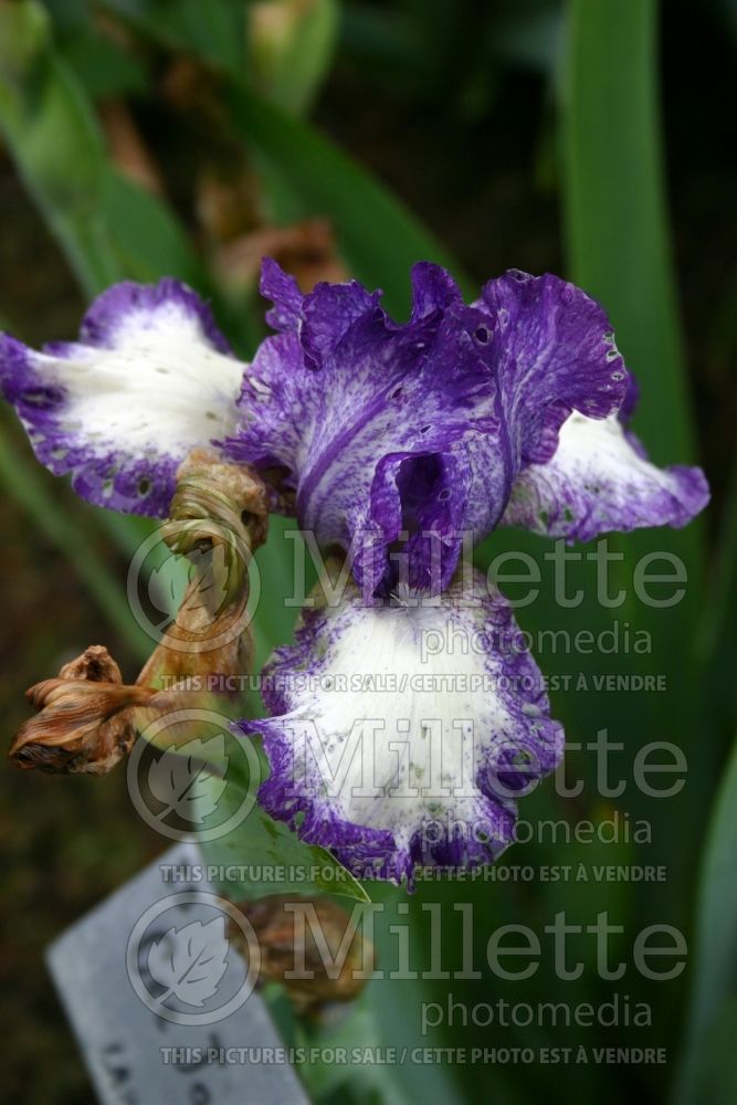 Iris Cee Jay (Iris germanica Intermediate bearded) 2