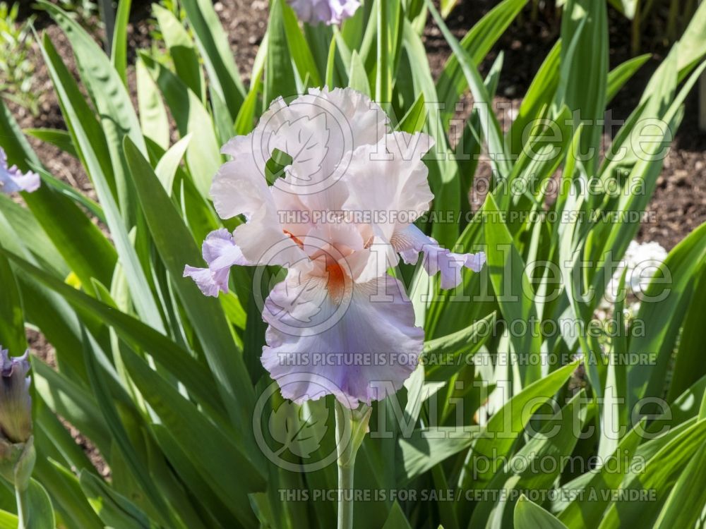 Iris Celebration Song (Iris germanica tall bearded) 8