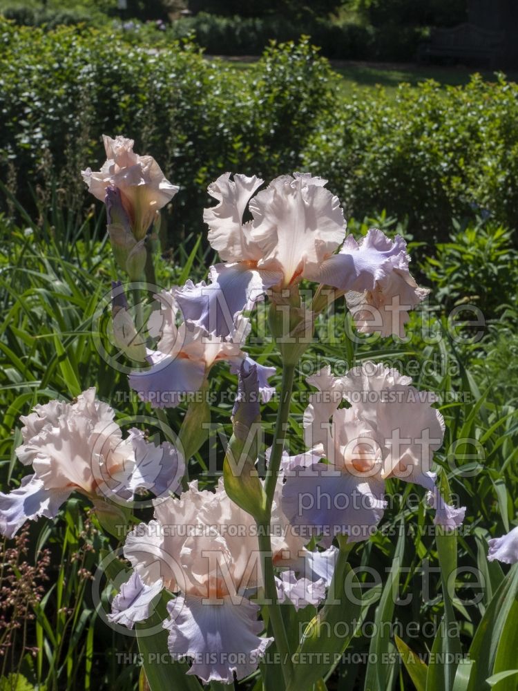 Iris Celebration Song (Iris germanica tall bearded) 10